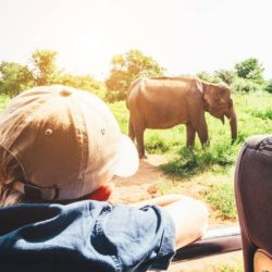 Little tourist boy looking at elephant calf and enjoying his jeep safari activities at  National Nature Park Udawalawe in Sri Lanka