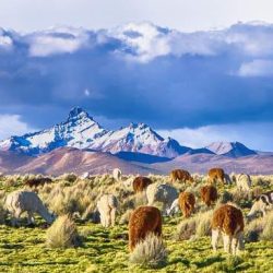 A lot of Llama a high altitude Camelid in Sajama National Park, Bolivia