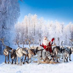 Santa Claus are near his reindeers in snowy forest.